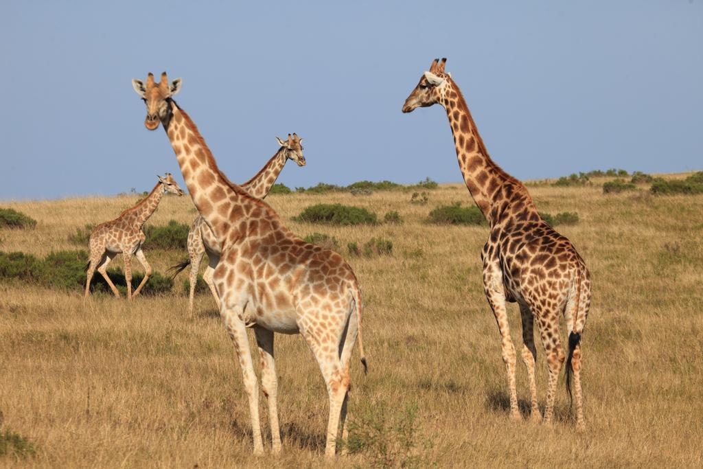 Botlierskop Bush Villas Sandhoogte Exterior foto