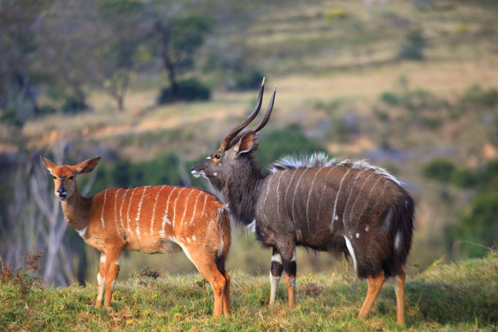 Botlierskop Bush Villas Sandhoogte Exterior foto