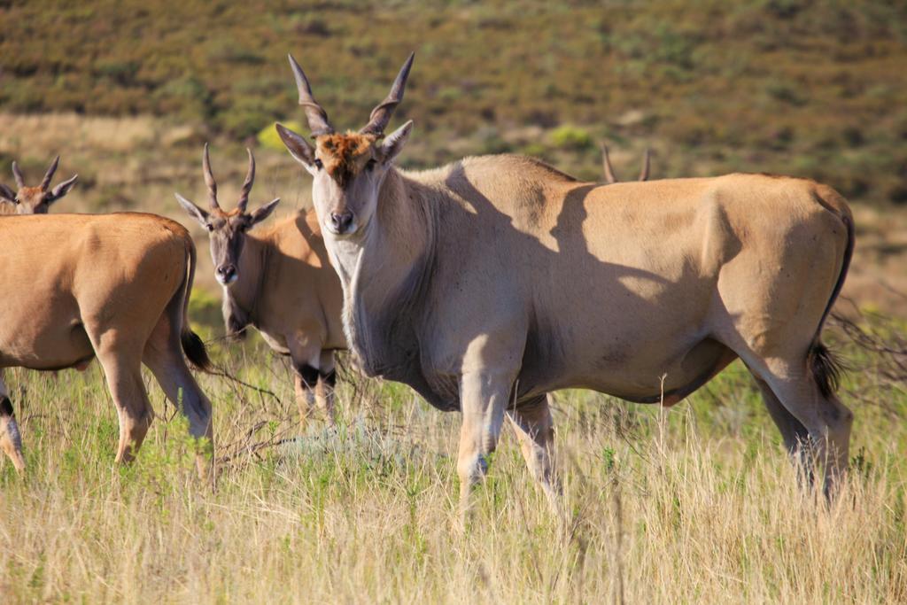 Botlierskop Bush Villas Sandhoogte Exterior foto